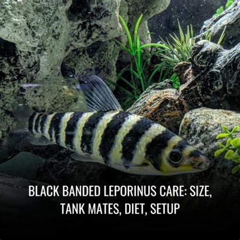 leporinus fish|Black banded leporinus Care: Size, Tank Mates, Diet, .